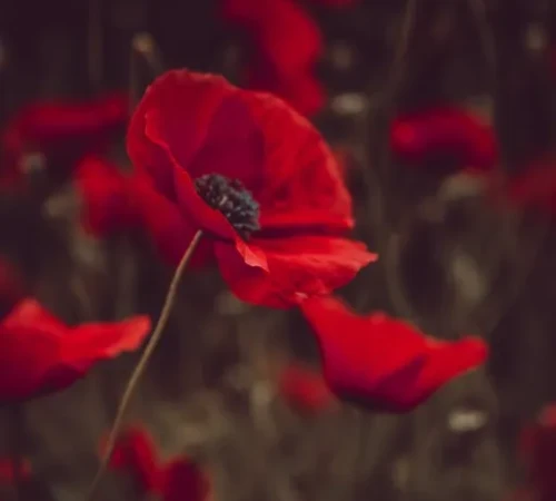 poppy-ti64i2ZCEGA-unsplash